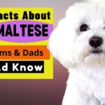 15 Amazing Things About Maltese Dogs—Maltese Facts