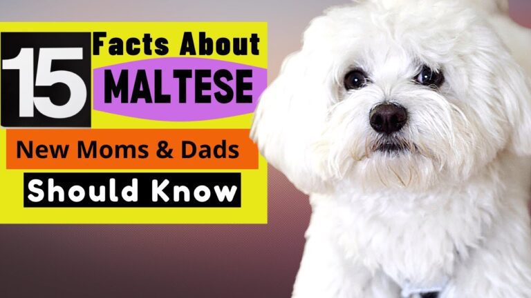 15 Amazing Things About Maltese Dogs—Maltese Facts