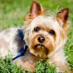20 Interesting Facts About Miniature Yorkie Dog Breed