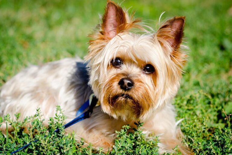 20 Interesting Facts About Miniature Yorkie Dog Breed