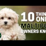 20 Things Only a Maltese Owner Would Understand