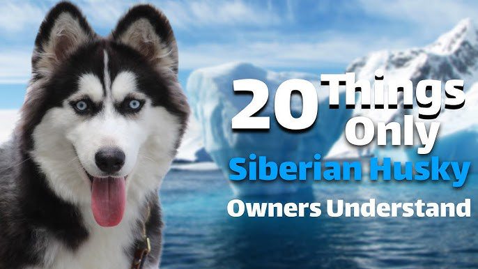20 Things Only a Siberian Husky Owner Would Understand