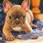 Top 20 Benefits of Having a French Bulldog – Frenchie