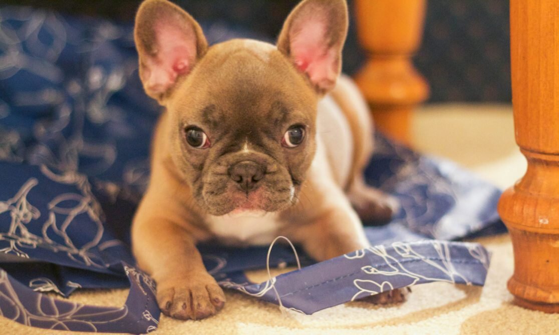 Top 20 Benefits of Having a French Bulldog – Frenchie