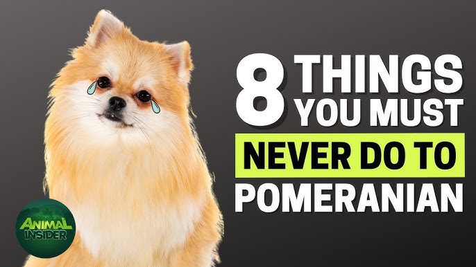 20 Things Only Pomeranian Dog Owners Understand