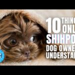 20 Things Only Shih Tzu Dog Owners Understand