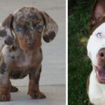 25 Cutest Dachshund-Mix Dog Breeds
