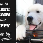 7 Steps to Crate Train Your Puppy + Simple Secret