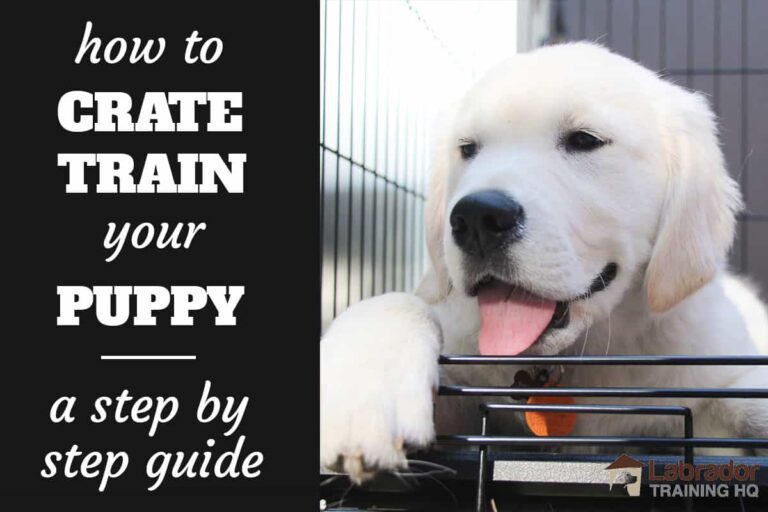 7 Steps to Crate Train Your Puppy + Simple Secret