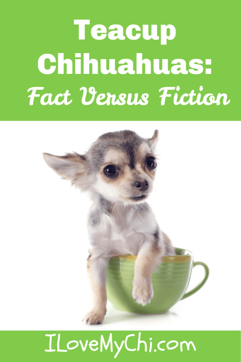 Amazing Facts About Teacup Chihuahua