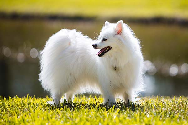 American Eskimo Dog Breed | 16 Amazing Things About Eskimo Dog Breed