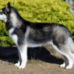 Cutest 26 Siberian Husky Mixes Dog Breeds?