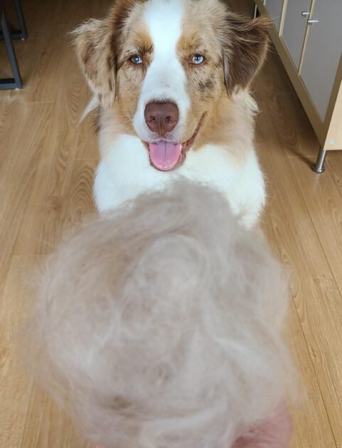 Australian Shepherd Shedding: How Much Do Aussies Shed?