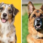 Australian Shepherd Vs German Shepherd | Breed Differences And Similarities