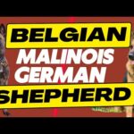 Belgian Malinois Vs. German Shepherd: 10 Must-Know Differences