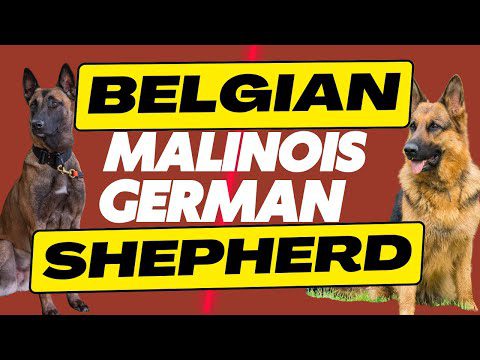 Belgian Malinois Vs. German Shepherd: 10 Must-Know Differences