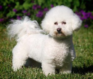 20 Most Amazing Things About Chihuahua Dogs How To Get Rid of Mange in Your Dog’S Coat Bichon Frise Shedding: How Much Does The Bichon Frise Shed?