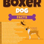 Boxer Dog Facts And Information