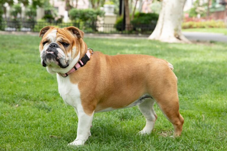 Bulldog Dog Breed | Information, Temperament And Images