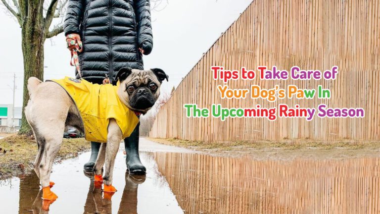 Caring for Your Dog’S Jacket: Cleaning And Maintenance Tips