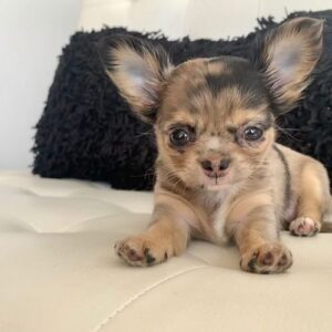 Chihuahua Dogs Colors And Markings