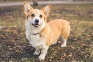 Corgi Dog Colors: A Complete List Of All 22 Recognized Coat Colors