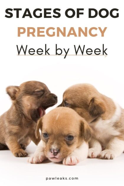 Dog Pregnancy Symptoms Week by Week Explained!