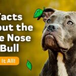 Facts About Blue Nose Pitbull Dog Breed