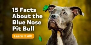 Facts About Blue Nose Pitbull Dog Breed