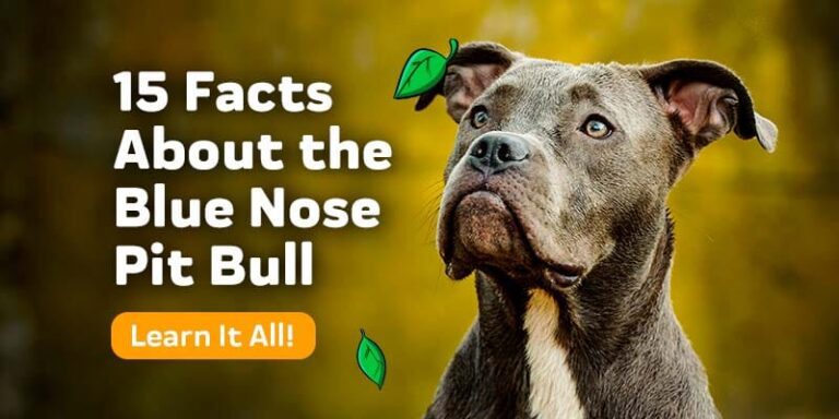 Facts About Blue Nose Pitbull Dog Breed