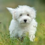 Best Yorkie Dog Colors And Markings Top 20 Benefits Of Having A German Shepherd