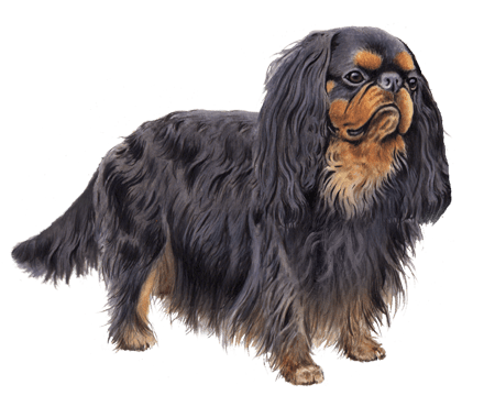 Facts About English Toy Spaniel Dog Breed