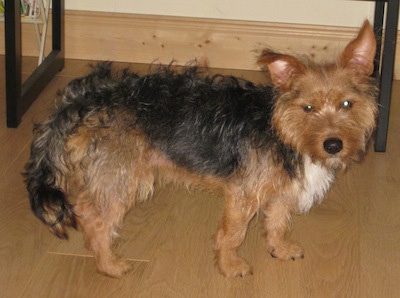 Facts About Fourche Terrier Dog Breed