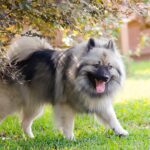 Facts About Keeshond Dog Breed