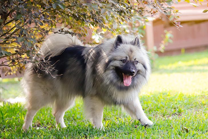 Facts About Keeshond Dog Breed