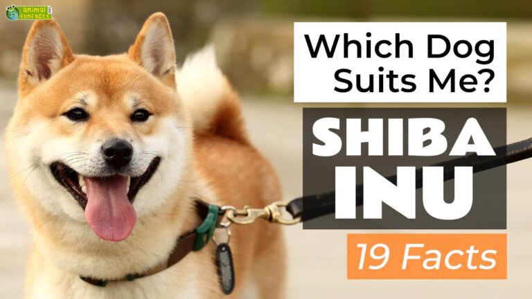 Facts About Shiba Inu Dog Breed