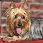 Facts About Silky Terrier Dog Breed