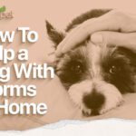 How Do Dogs Get Worms & Dog Worm Home Remedies