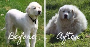 20 Things You Should Never Say To A Maltese Puppy