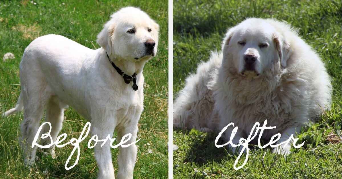 20 Things You Should Never Say To A Maltese Puppy