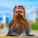 How Much Do Yorkshire Terriers Shed?