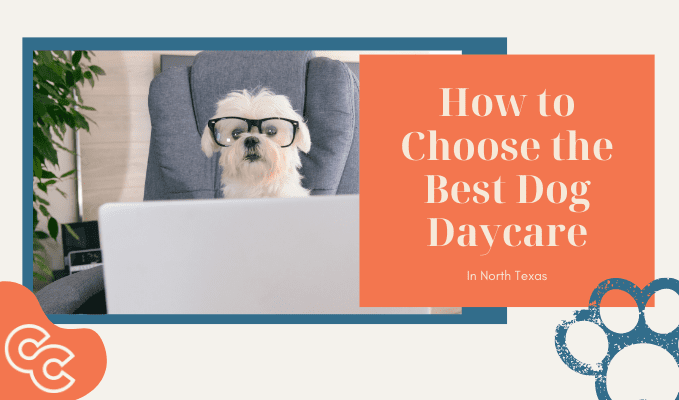 How to Choose the Best Puppy Daycare
