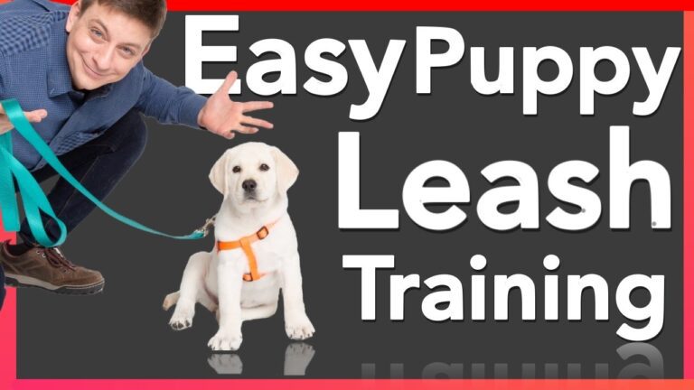 How to Easily Leash Train Your Puppy