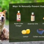 How to Naturally Prevent Fleas in Dogs