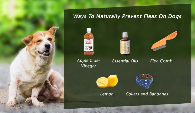 How to Naturally Prevent Fleas in Dogs