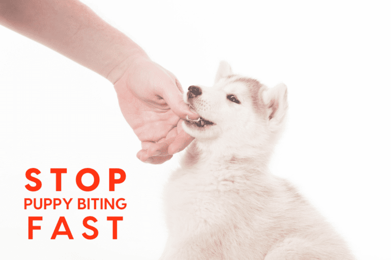 How to Stop Puppy Biting Fast