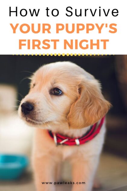 20 Best Puppy’S First Night at Home