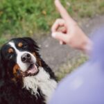 How to Train a Deaf Dog