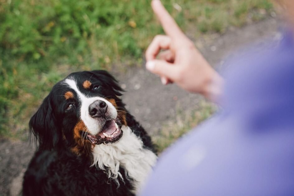 How to Train a Deaf Dog