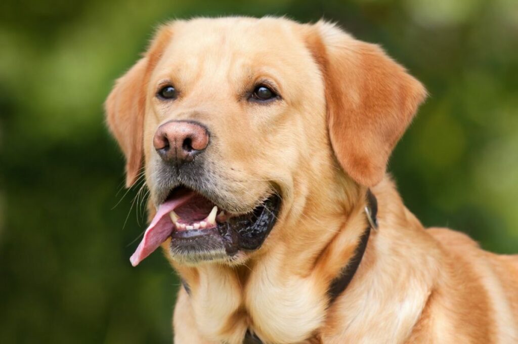 Labrador Retriever Dog Facts And Information